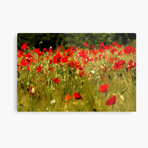 Mohn Metallbild
