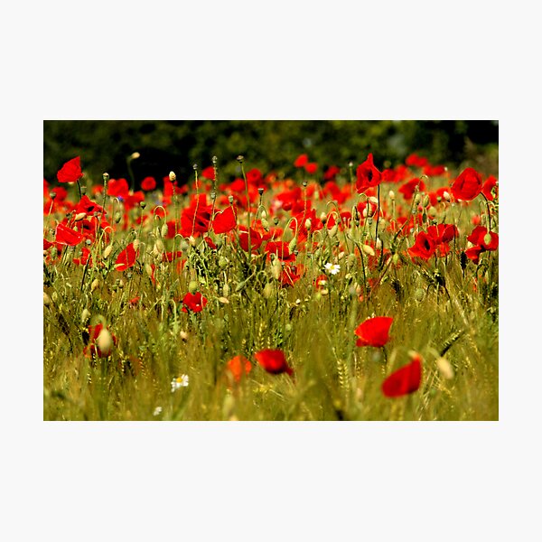 poppy Photographic Print