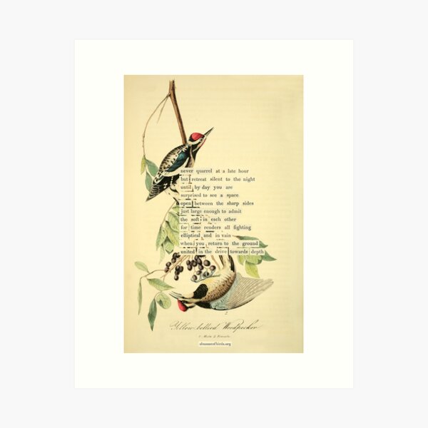 Item preview, Bird Divination: Yellow-bellied Woodpecker (almanacofbirds.org) designed and sold by mariapopova.