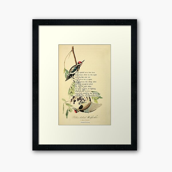 Item preview, Bird Divination: Yellow-bellied Woodpecker (almanacofbirds.org) designed and sold by mariapopova.
