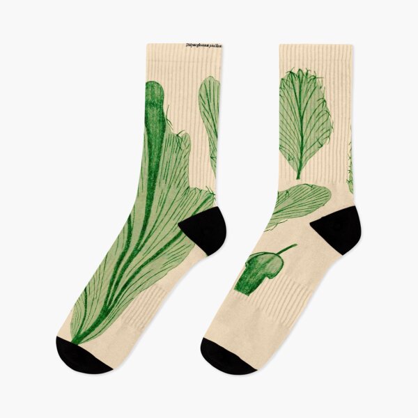 Item preview, Vintage Illustration of Didymoglossum pusillum fern designed and sold by botanicalworks.