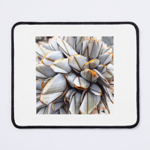 Item preview, Goose Barnacles - Lepas anatifera Conchology designed and sold by Hazel Jones - Rhodes .