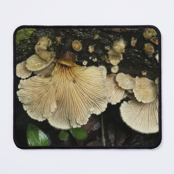 Item preview, Splitgill Mushroom Cluster designed and sold by WolfNoodles.