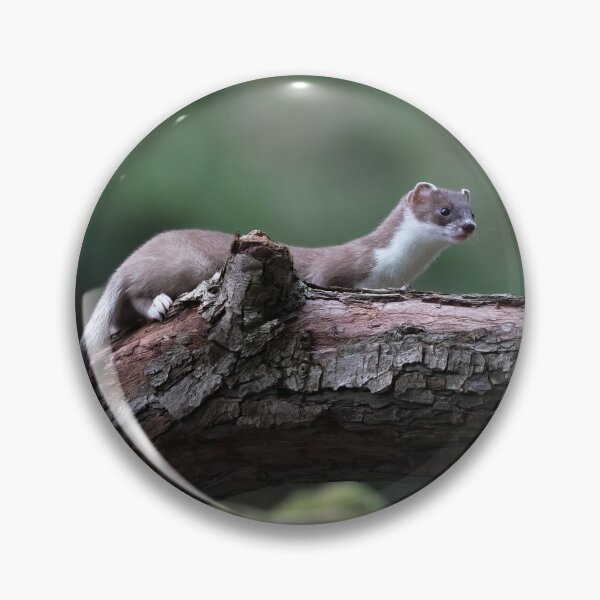 Item preview, stoat on the hunt designed and sold by RedGrouse.