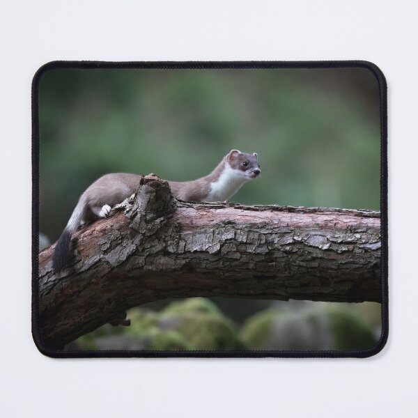 Item preview, stoat on the hunt designed and sold by RedGrouse.