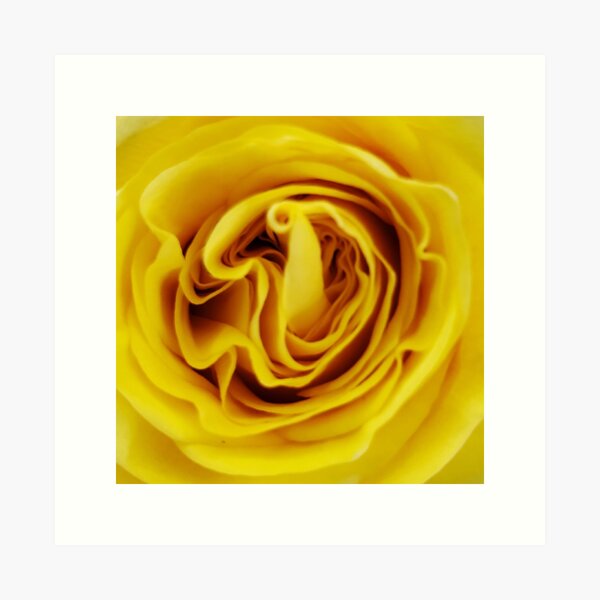 Item preview, Yellow Rose Close Up designed and sold by beckscre8tive.
