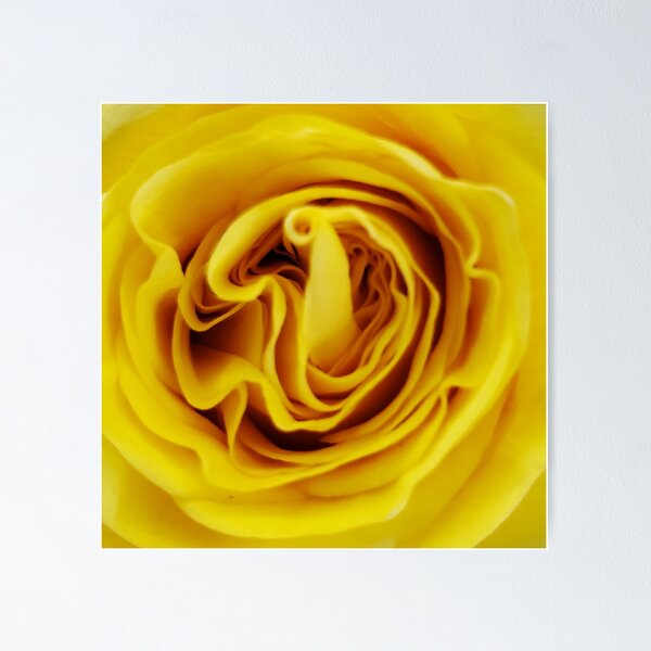 Item preview, Yellow Rose Close Up designed and sold by beckscre8tive.