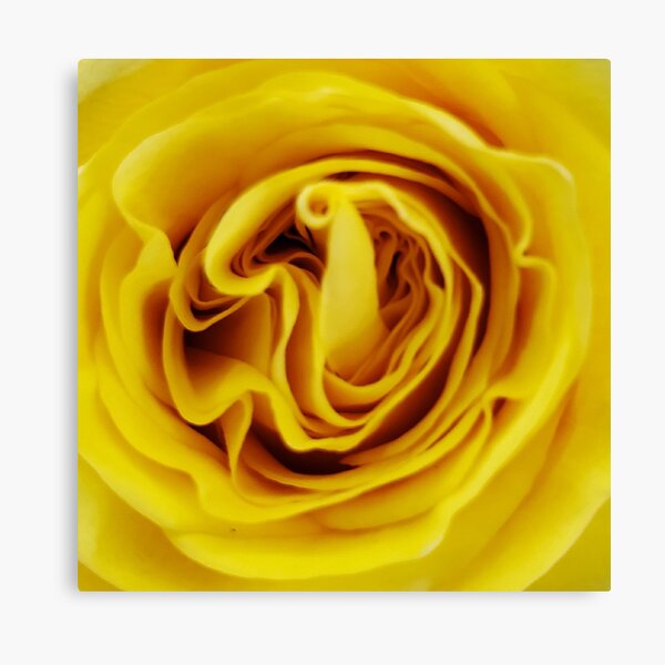 Item preview, Yellow Rose Close Up designed and sold by beckscre8tive.