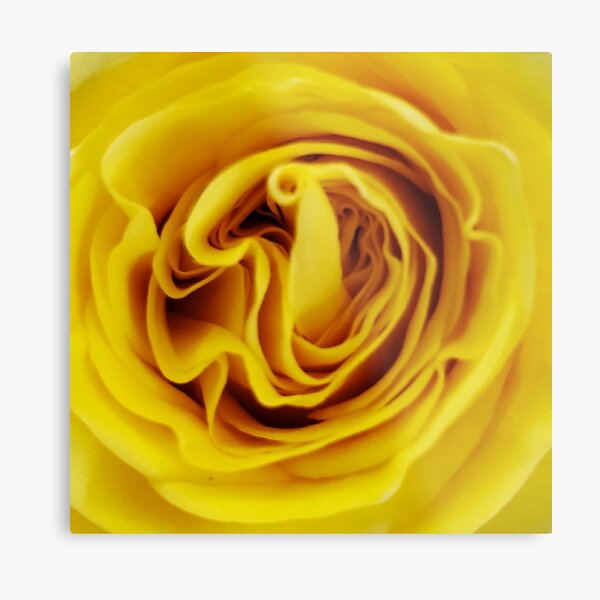 Item preview, Yellow Rose Close Up designed and sold by beckscre8tive.