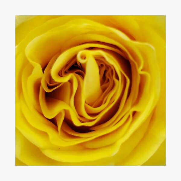 Item preview, Yellow Rose Close Up designed and sold by beckscre8tive.