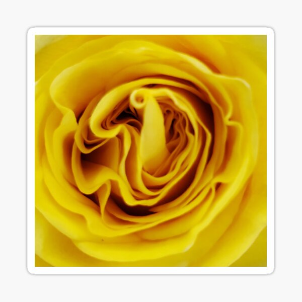 Item preview, Yellow Rose Close Up designed and sold by beckscre8tive.