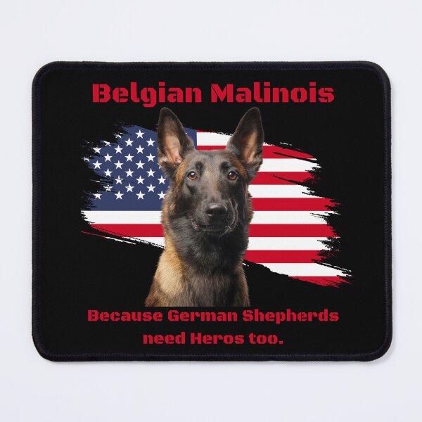 Item preview, Belgian Malinois - Because German Shepherds need Heros too! designed and sold by Batteman87.