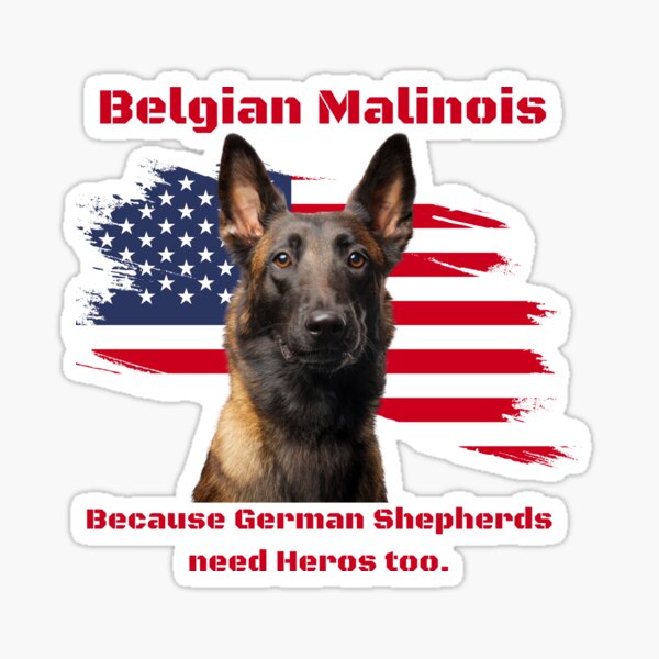 Item preview, Belgian Malinois - Because German Shepherds need Heros too!  designed and sold by Batteman87.