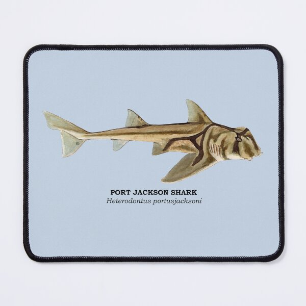 Item preview, PORT JACKSON SHARK-Heterodontus portjacksoni (name) designed and sold by BEATRIZ ABAITUA.