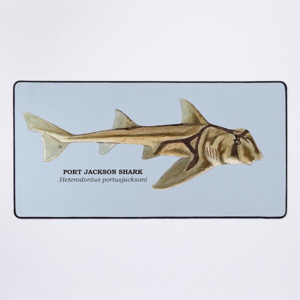 Item preview, PORT JACKSON SHARK-Heterodontus portjacksoni (name) designed and sold by BEATRIZ ABAITUA.