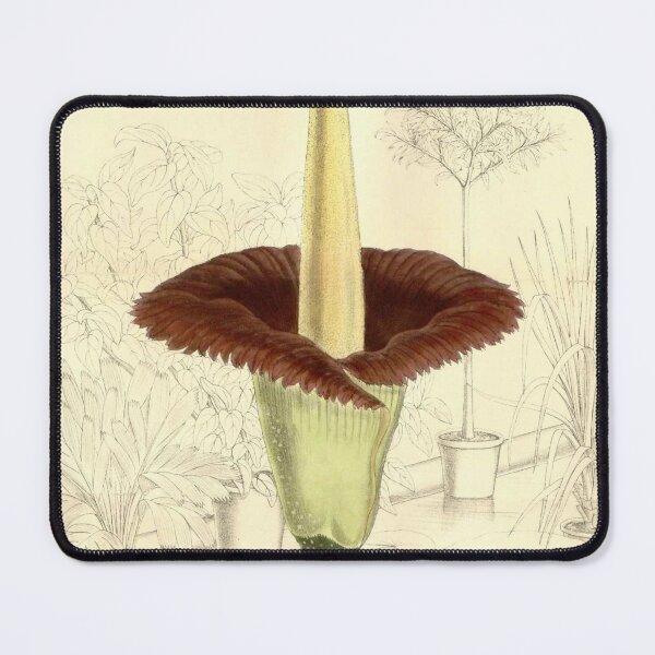 Item preview, Vintage Illustration of Amorphophallus titanum by Matilda Smith 1891 designed and sold by botanicalworks.