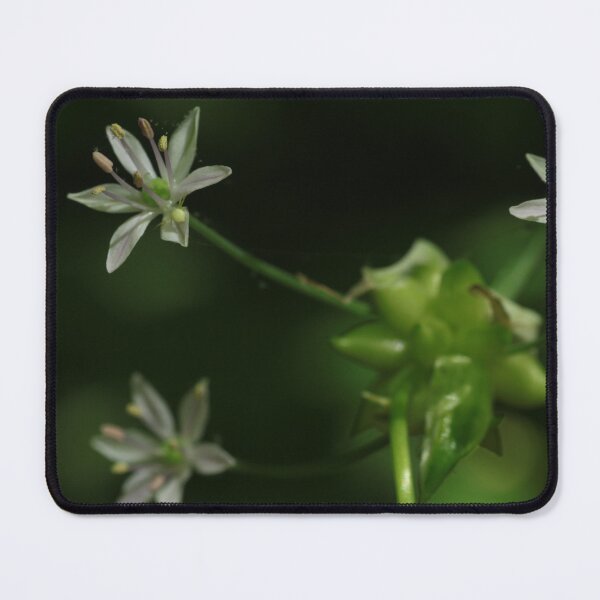 Item preview, Blooming Wild Garlic with Spider designed and sold by WolfNoodles.