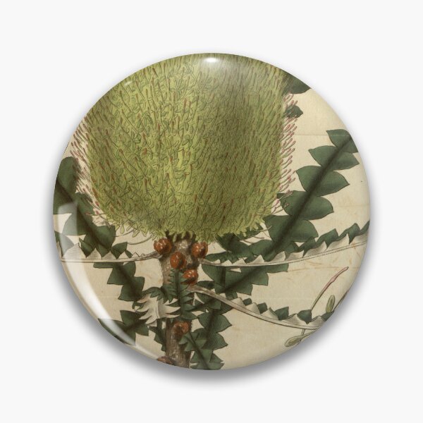 Item preview, Vintage Illustration of Banksia Speciosa 1831 designed and sold by botanicalworks.