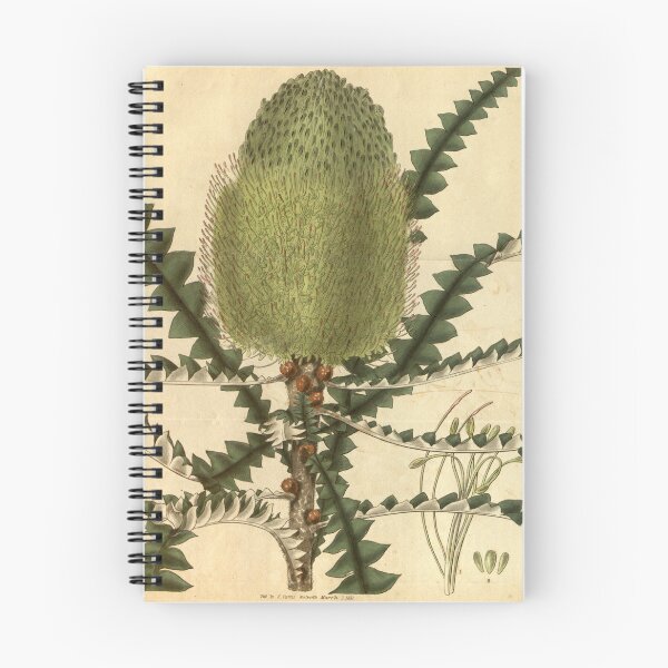 Item preview, Vintage Illustration of Banksia Speciosa 1831 designed and sold by botanicalworks.