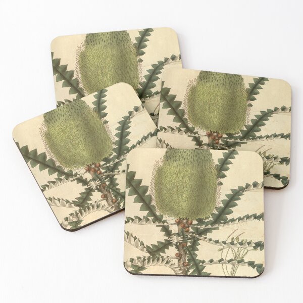 Item preview, Vintage Illustration of Banksia Speciosa 1831 designed and sold by botanicalworks.