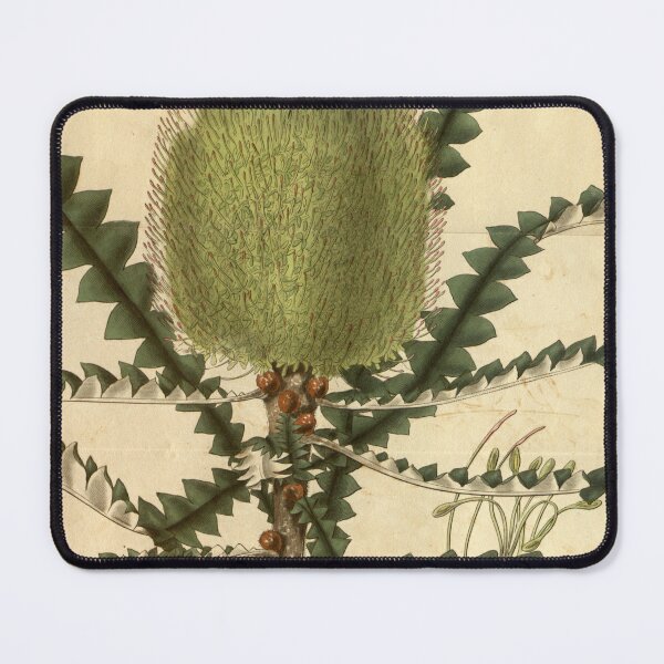 Item preview, Vintage Illustration of Banksia Speciosa 1831 designed and sold by botanicalworks.