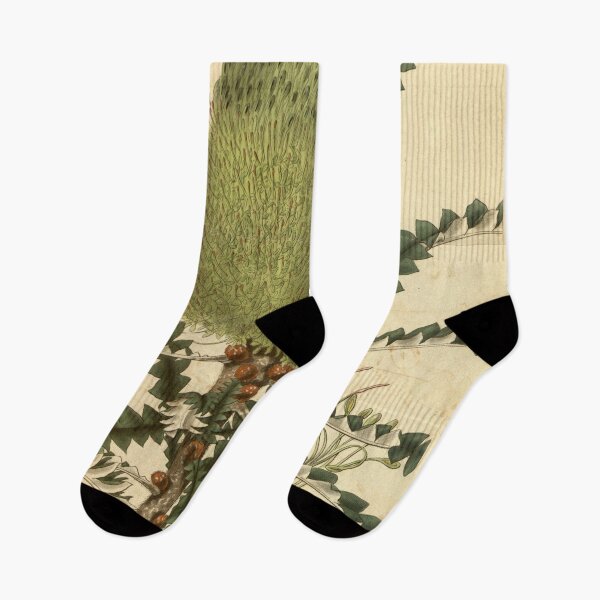 Item preview, Vintage Illustration of Banksia Speciosa 1831 designed and sold by botanicalworks.