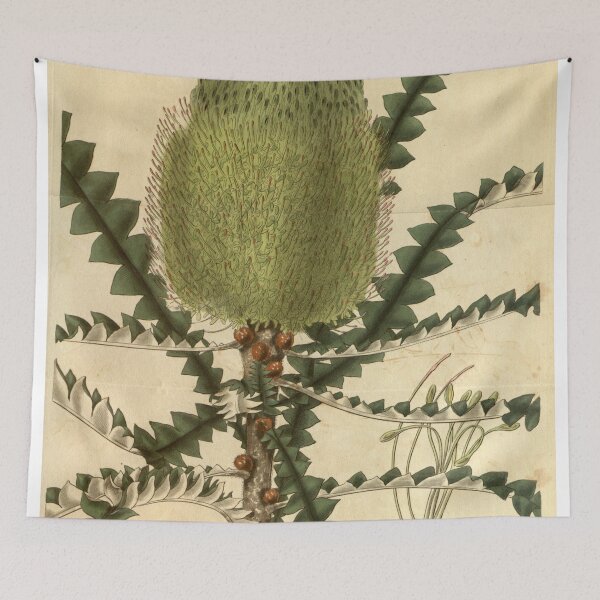 Item preview, Vintage Illustration of Banksia Speciosa 1831 designed and sold by botanicalworks.