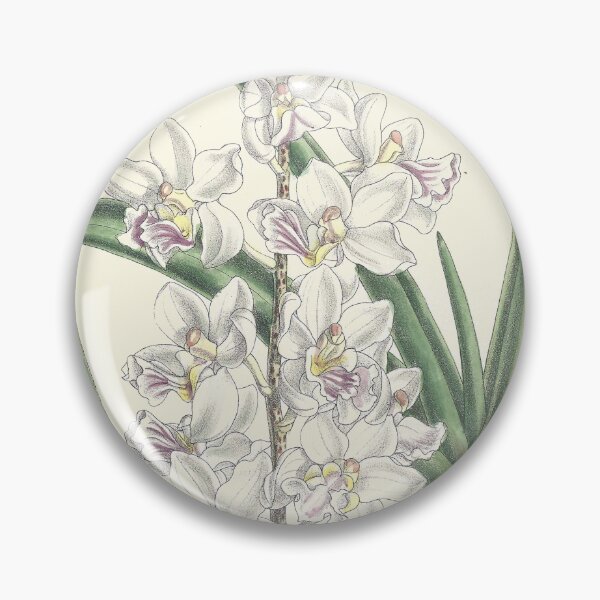 Item preview, Vintage Illustration of Holcoglossum amesianum by Matilda Smith 1890 designed and sold by botanicalworks.