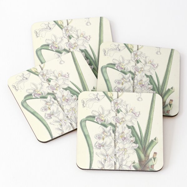 Item preview, Vintage Illustration of Holcoglossum amesianum by Matilda Smith 1890 designed and sold by botanicalworks.