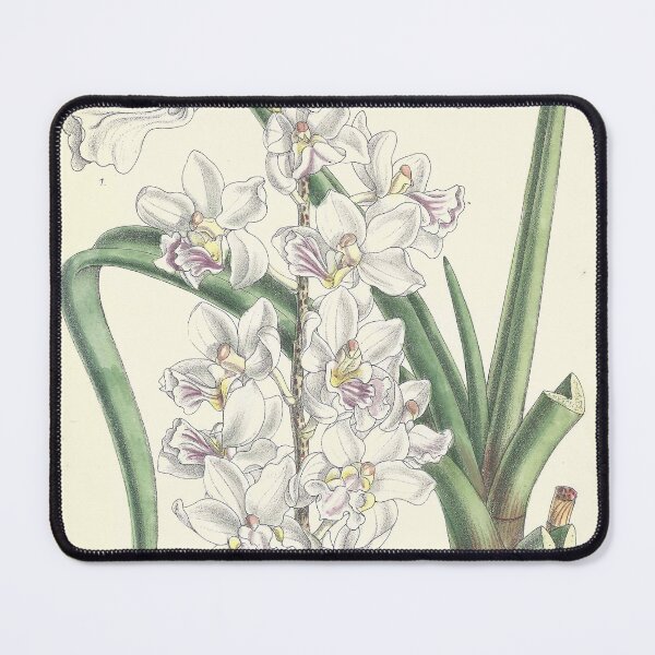 Item preview, Vintage Illustration of Holcoglossum amesianum by Matilda Smith 1890 designed and sold by botanicalworks.