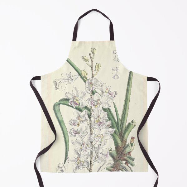 Item preview, Vintage Illustration of Holcoglossum amesianum by Matilda Smith 1890 designed and sold by botanicalworks.