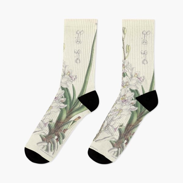 Item preview, Vintage Illustration of Holcoglossum amesianum by Matilda Smith 1890 designed and sold by botanicalworks.