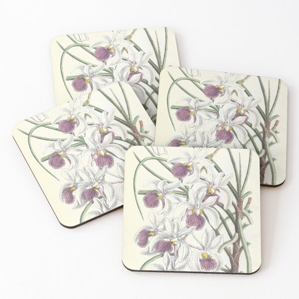 Item preview, Vintage Illustration of Holcoglossum kimballianum by Matilda Smith 1890 designed and sold by botanicalworks.
