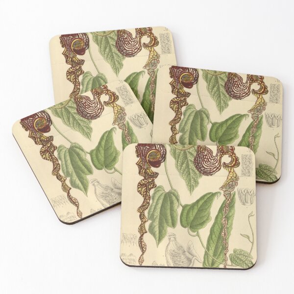 Item preview, Vintage Illustration of Aristolochia longecaudata by John Nugent Fitch 1915 designed and sold by botanicalworks.