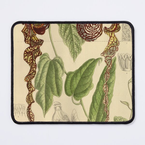 Item preview, Vintage Illustration of Aristolochia longecaudata by John Nugent Fitch 1915 designed and sold by botanicalworks.