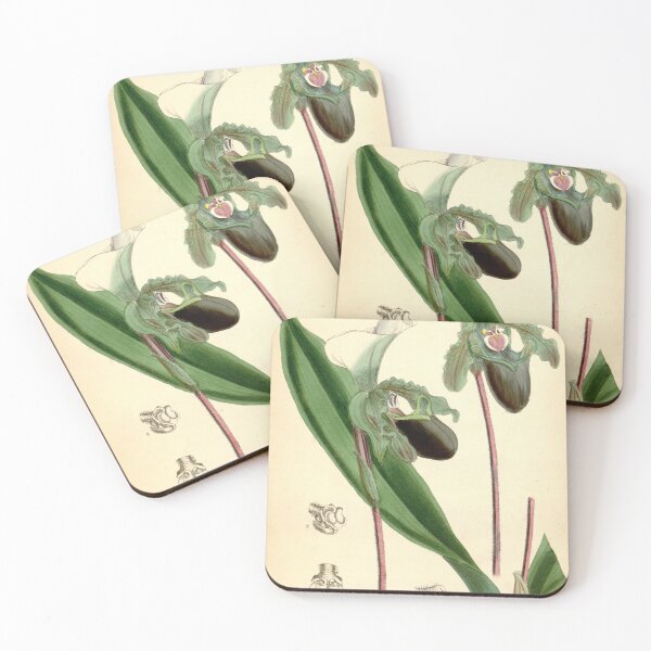 Item preview, Vintage Illustration of Paphiopedilum spicerianum 1880 designed and sold by botanicalworks.