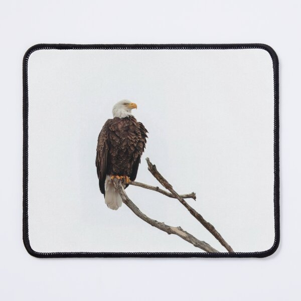 Item preview, Bald Eagle 2-23-25 designed and sold by Thomasyoung.