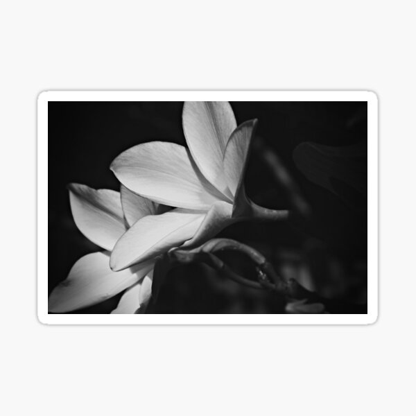 Item preview, Frangipani flower designed and sold by BlacknWhiteAus.