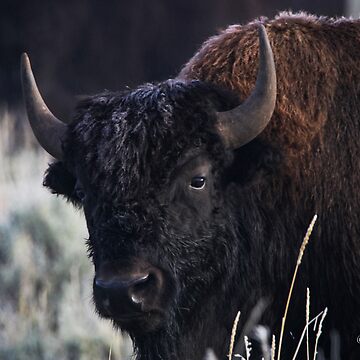 Artwork thumbnail, Bison in Lamar Valley by EmmettBurnsPhotography