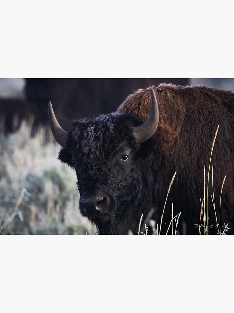 Thumbnail 3 of 3, Sticker, Bison in Lamar Valley designed and sold by EmmettBurns.