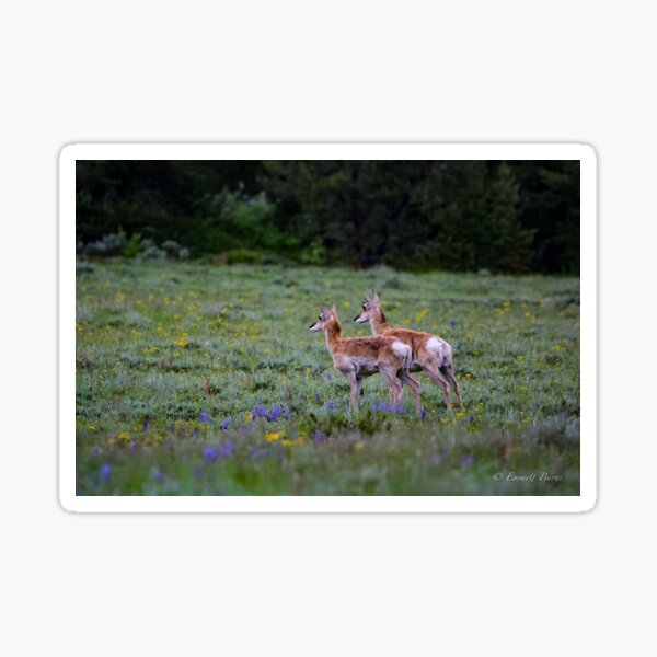 Teton Pronghorn Sticker