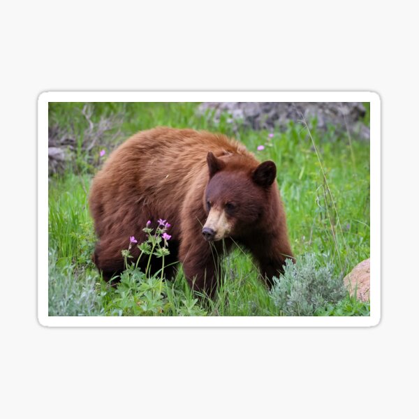 Yellowstone Black Bear Sticker