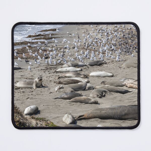 Item preview, Elephant Seal Viewing at San Simeon 1 designed and sold by jrtwynam.
