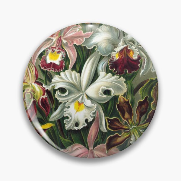 Item preview, Art Forms in Nature, Plate 74: Orchidae - Ernst Haeckel, 1904 designed and sold by HollieMc22.