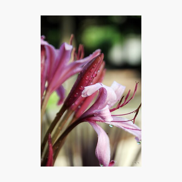 Floral 8 Photographic Print