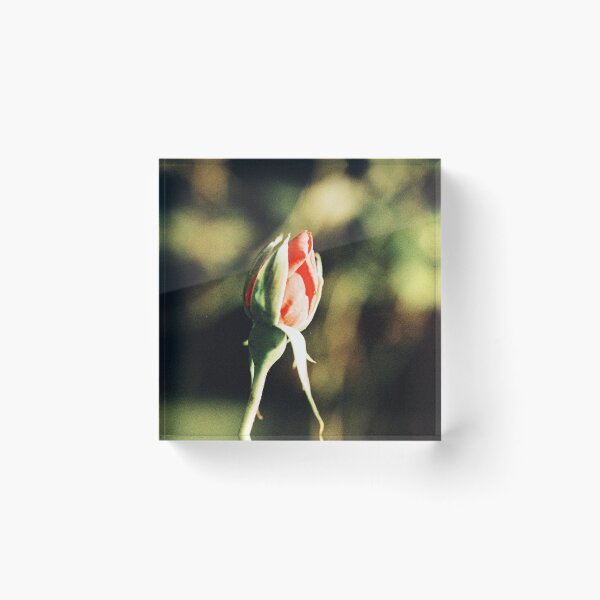 Item preview, Rosebud designed and sold by Phil Bothwell Photography.