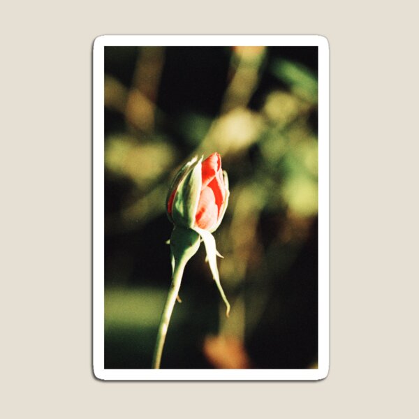 Artikelvorschau, Rosenknospe entworfen und verkauft von Phil Bothwell Photography.