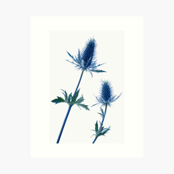 Item preview, Eryngium flowers designed and sold by ОксНЛ.
