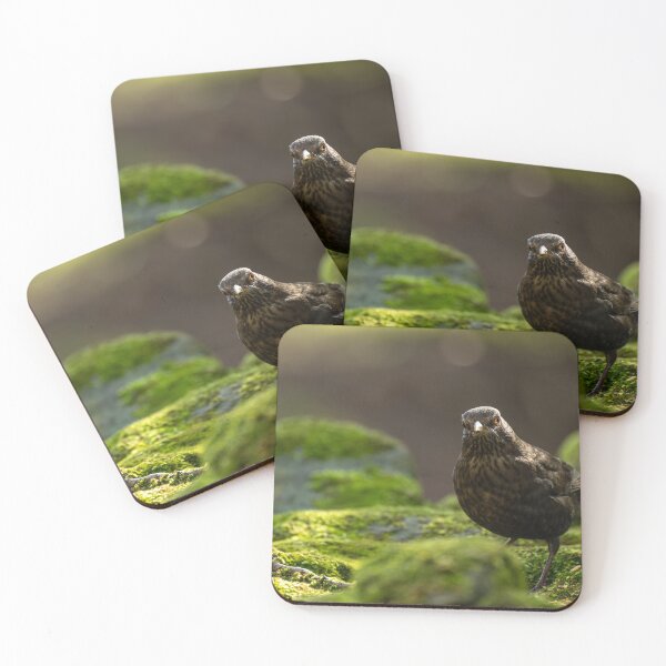Item preview, Environmental portrait of a female Blackbird designed and sold by RobThorley.