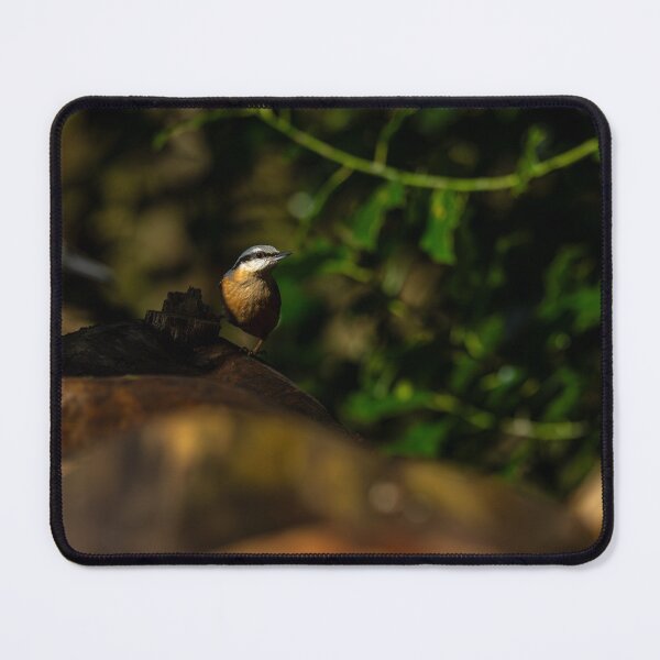 Item preview, Environmental portrait of a Eurasian Nuthatch designed and sold by RobThorley.